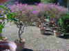DSC00081.JPG (363575 bytes)